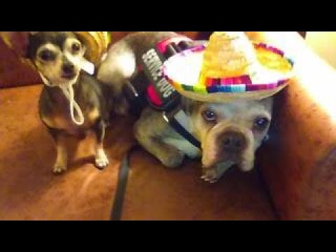 Melida 132 The NEW Felix and Dexter