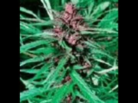 Video thumbnail for Bad Habits