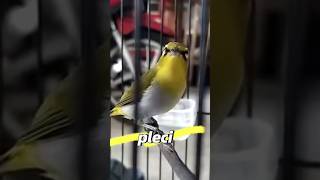 Download lagu Kontes Nyanyi Burung Pleci – Suara Menakjubkan dari Burung Mata Putih! #shorts mp3 Download lagu Kontes Nyanyi Burung Pleci – Suara Menakjubkan dari Burung Mata Putih! #shorts mp3