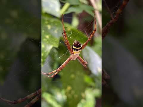 コガネグモ スズメバチ (コガネグモ スズメバチ)