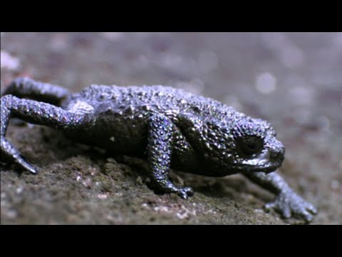 Wiz Khalifa – Roll Up – Pebble Toad Rolls Down A Mountain