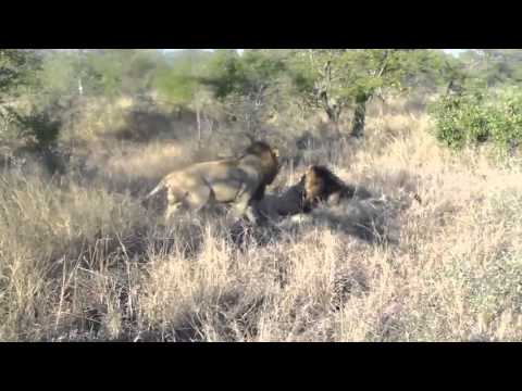 Mr.T and Kinky Tail vs The Majingilane - 08 June 2010