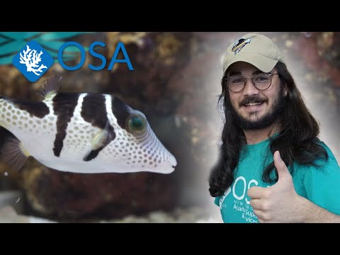 Up Close with the Valentini Puffer!