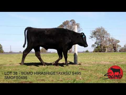 LOT 38 - SUMO HIRASHIGETAYASU S495 (SMOFS0495)