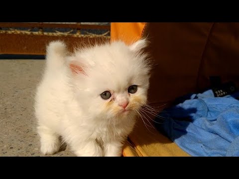 Mother Cat Left Her Kittens In Human Protection