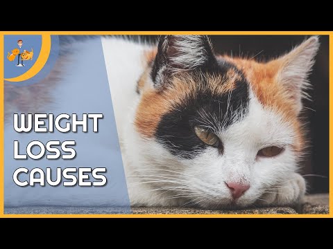 Why is My Cat Losing Weight - the Top 9 Causes