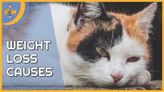 Why is My Cat Losing Weight - the Top 9 Causes
