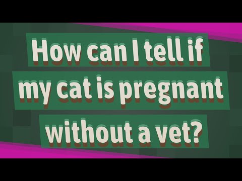 How can I tell if my cat is pregnant without a vet?