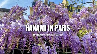 【パリVlog】春にしか逢えない紫の貴婦人|モンマルトルとマレ散策|モスクでランチ | Paris au printemps | Glycine à Montmartre & Marais  