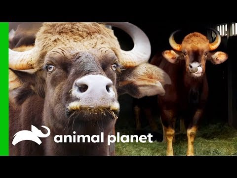 The Bronx Zoo Experiences The Nerve-Racking Arrival of Powerful Gaurs | The Zoo