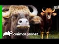 The Bronx Zoo Experiences The Nerve Racking Arrival Of Powerful Gaurs The Zoo