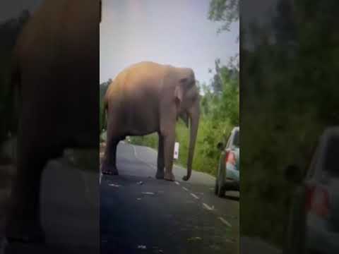 Giant elephant mounts road block on a busy highway to get food from motorists.