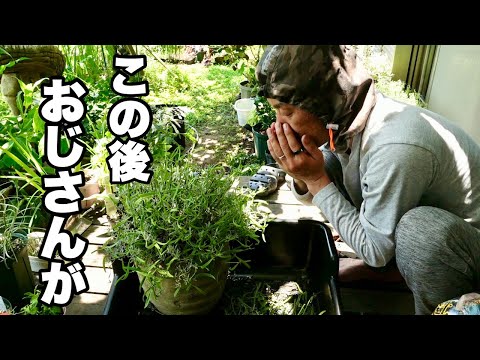 ラベンダーを剪定するときに避けるべき間違いは何ですか？復号化  庭園