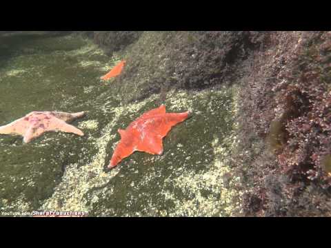 California Tide Pool