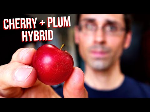 CHERRY PLUM REVIEW - A Hybrid Between Plums and Cherries! (Verry Cherry Plums)- Weird Fruit Explorer