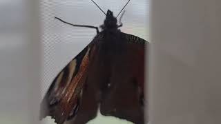 Prekrasan veliki leptir zalutao u kući--besciljno luta po firangi na prozoru-pustio sam ga van...