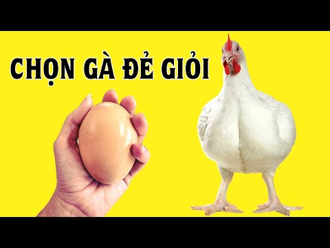 , title : '5 Giống Gà Siêu Trứng Được Nuôi Nhiều Tại Việt Nam Đẻ Cực Giỏi'