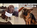 Guilty Dogs Are The Cutest Dogs Compilation Of Some Cute Guilty Dogs