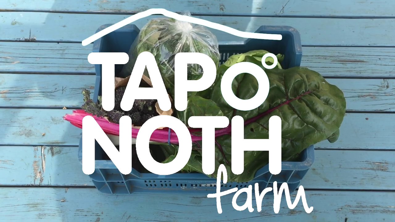 Small CSA SHARE | VEG BOX PACK | WEEK 6