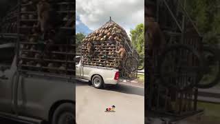 Download lagu status wa lucu||monyet lucu naik pick up mp3