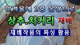 [텃밭농부 1,753]  추운 겨울철 2중으로 온상을 만들어 상추. 치커리를 이렇게 키워 보세요. #상추재배…