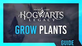 How to grow plants in Room of Requirement | Hogwarts Legacy Guide