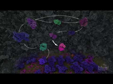 Glycolysis | HHMI BioInteractive Video