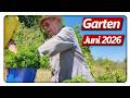 Gardening In June Cola Slug Trap Mouse Problems Summer Heat Vegetable Garden With Raised Beds