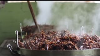 Santo Daime and Ayahuasca Shamanic Ceremony - Céu da Lua Cheia - São Paulo - Brasil