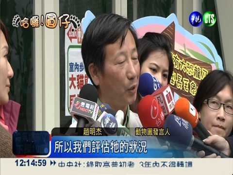 看圓仔再等2天! 動物園準備好了