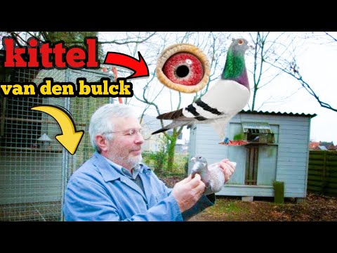 Dirk Van den Bulck  racing pigeon ,kittel : has created a truly exceptional sprint breed