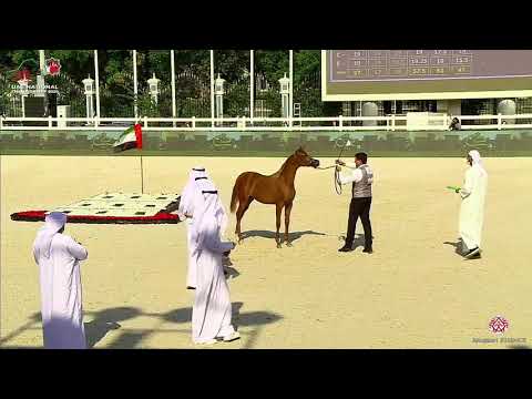 N.208 AJ AFJAN - UAE National Championship 2020 - Yearling Colts (Class 7B).mp4