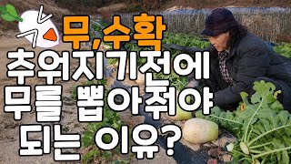 입동전 무 수확, 추워지기전에 뽑아줘야되는이유 - 막걸리사카린 무