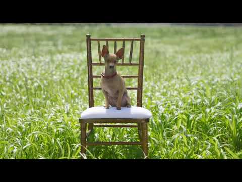 Jack in the Box Commercial Ribeye Taste-a-Monial 97 - Jack Daniel Voiceover