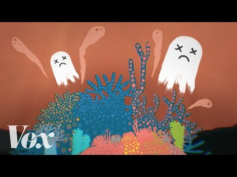 How dead is the Great Barrier Reef?