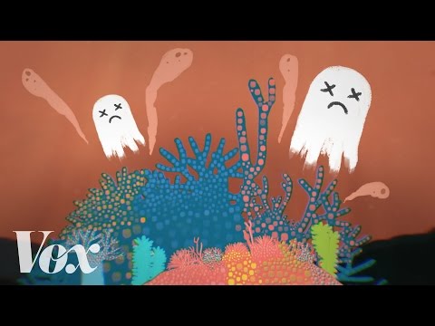 澳洲大堡礁的情況有多危急？ (How dead is the Great Barrier Reef?)