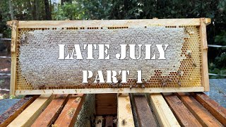 Late July Part 1 | #colesfarmnc #jacksonvillenc #beekeeping