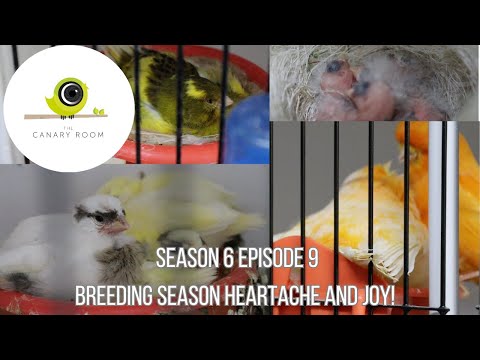 The Canary Room Season 6 Episode 9 - Breeding Canaries & Redpoll News