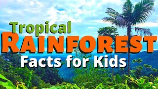 Rainforest Facts for Kids | All About the Amazon & Other Tropical Rainforests