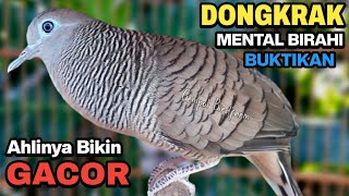 Download lagu Perkutut Lokal Gacor RAJA PIKAT Ahlinya Bikin Semua Burung Perkutut Gacor Nyaut mp3 Download lagu Perkutut Lokal Gacor RAJA PIKAT Ahlinya Bikin Semua Burung Perkutut Gacor Nyaut mp3