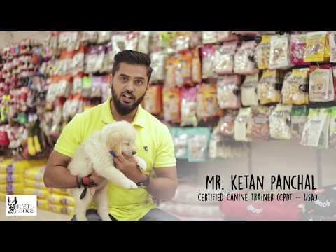 Want to know when should you start training your puppy?