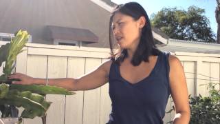 How to Grow Dragon Fruit - tips and guide PART 1