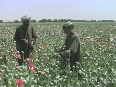 UN Report: Afghan Poppies Creates Global Instability