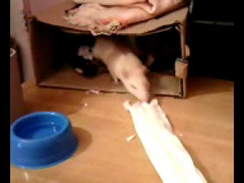 Morpheus , Stanley & Eddie