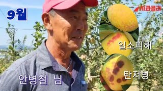 [사과재배] 올바른 적엽,잔류농약이 우려될때/규산과 쏘일