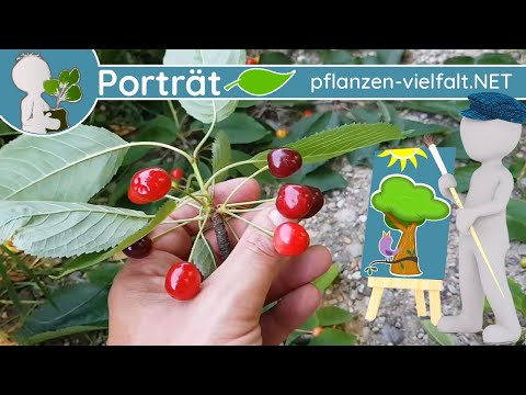 🌳🖼️ Porträt 03 - Vogelkirsche (Prunus avium) - Baum-Steckbrief (Essbar)