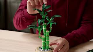 LEGO® Botanicals 10344 Bambus štěstí