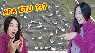 Download lagu BANJIR IKAN DI DEPAN RUMAHKU !!! GOT DI JEPANG mp3 Download lagu BANJIR IKAN DI DEPAN RUMAHKU !!! GOT DI JEPANG mp3