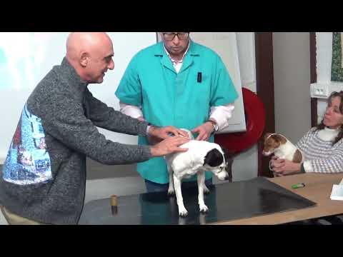 TREATING DOGS WITH ONTAKE [2]