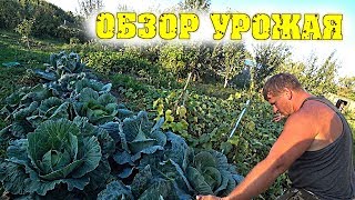 НАШ ОГОРОД - Что выросло, а что нет? / Семья в деревне